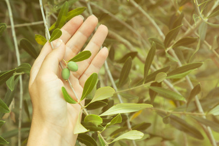 Female hand holding olive tree branch with two unripe olives  の写真素材