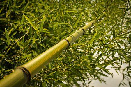 Close up of green bamboo tree in the forest の写真素材