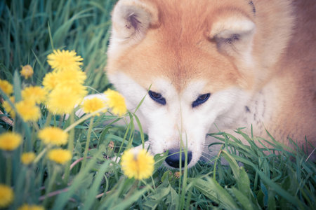 Portrait of beautiful akita dog enjoying on the field の写真素材