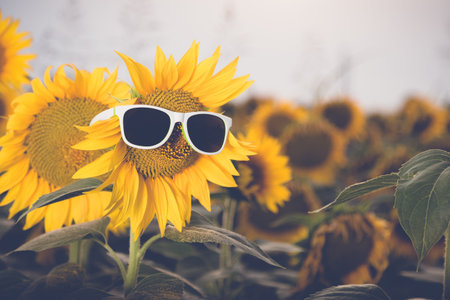 Sunflower wearing sunglasses on the field. Summer season conceptの写真素材