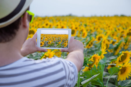 Rear view of young modern man taking photo of sunflower field by using digital tablet deviceの写真素材