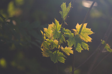 Autumn leaves with sun back lightの写真素材