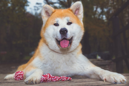Portrait of Akita inu dog outdoorsの写真素材