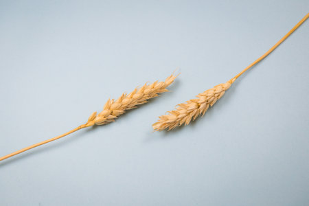 Wheat isolated on blue backgroundの写真素材