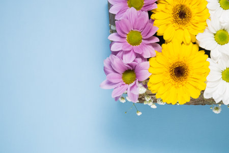 Flat lay of flowers against pastel blue backgroundの写真素材