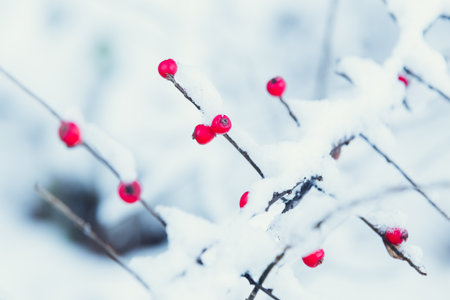 Red berry ash covered with frost winter scene backgroundの写真素材
