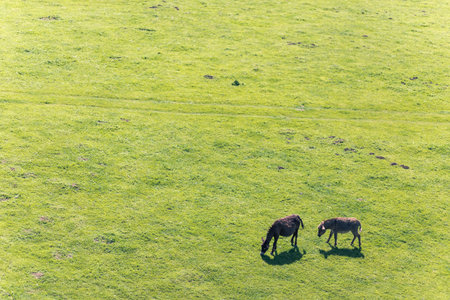 High angle view of two donkeys on the field.の写真素材