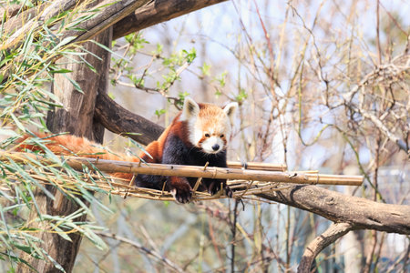 Red panda on treeの写真素材