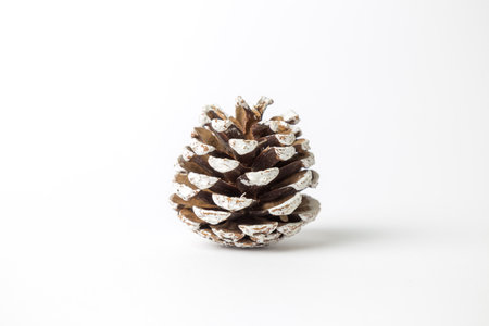 Close up of pine cone on white background minimal winter creative concept.の写真素材