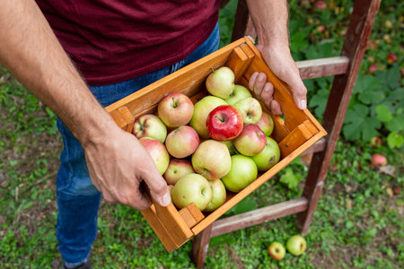 Close up of man holding crete full of fresh organic apples in his garden.の写真素材