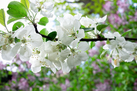 Beautiful Blooming apple tree branch in the garden