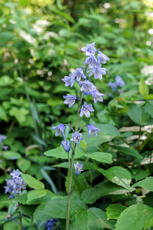 purple blue belll growing in old forestの写真素材