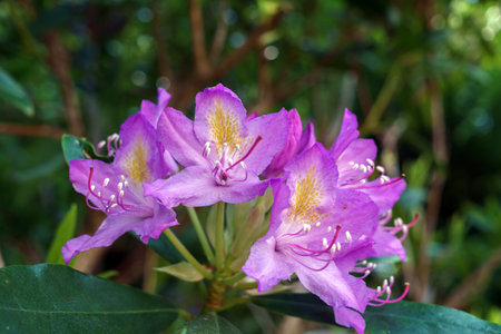 Blurred Rhododendron pink flower fresh blooming on morning lightの写真素材