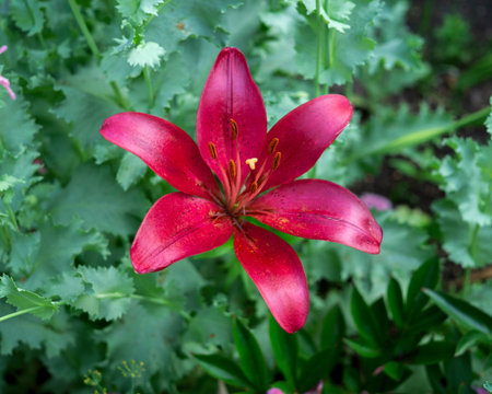 beautiful red lily flower in the gardenの写真素材