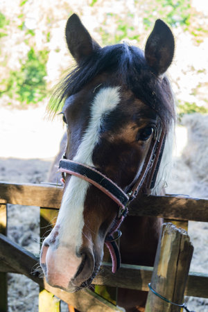 Beautiful horses in a pen outside the fence in the villageの写真素材