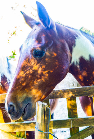 Beautiful horses in a pen outside the fence in the villageの写真素材