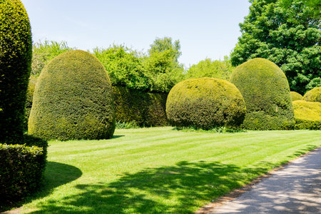 Trimmed trees in an old manor house in Englandの写真素材
