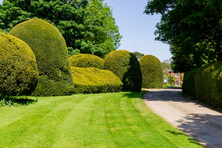 Trimmed trees in an old manor house in Englandの写真素材