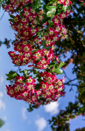 Exotic shrubs with red flowers and a white core in the city parkの写真素材