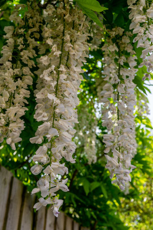White Wisteria flowers. Spring in Crediton, England,2018の写真素材