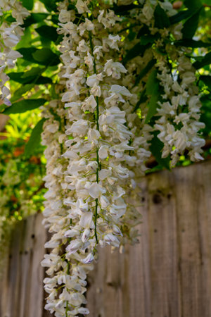 White Wisteria flowers. Spring in Crediton, England,2018の写真素材