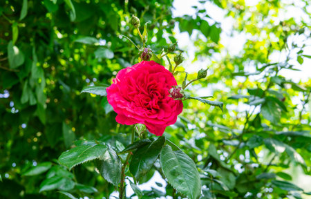 Lovely red rose flower peeping out from behind the fenceの写真素材