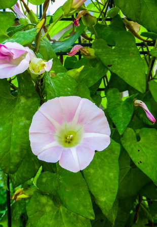 White beautiful Convolvulus arvensis, bindweed flower on a green grass backgroundの写真素材