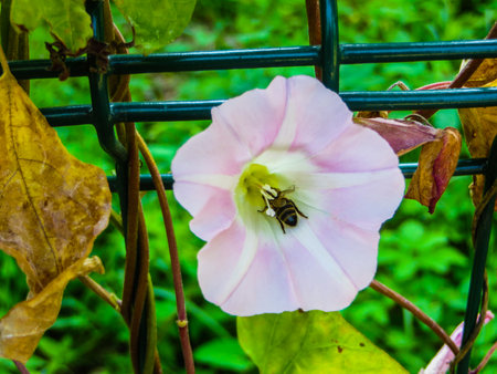 White beautiful Convolvulus arvensis, bindweed flower on a green grass backgroundの写真素材