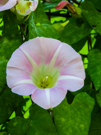 White beautiful Convolvulus arvensis, bindweed flower on a green grass backgroundの写真素材