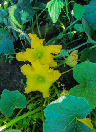 Beautiful Pumpkin flower in vegetable plant and greens leaf background ,の写真素材