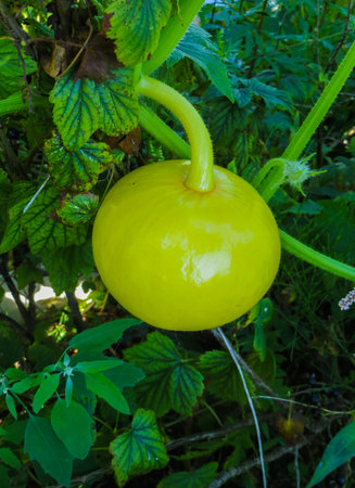 Beautiful Pumpkin flower in vegetable plant and greens leaf background ,の写真素材