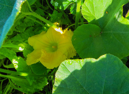 Beautiful Pumpkin flower in vegetable plant and greens leaf background ,の写真素材