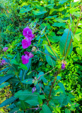 Beautiful lilac flowers of forest balsam in the middle of summerの写真素材