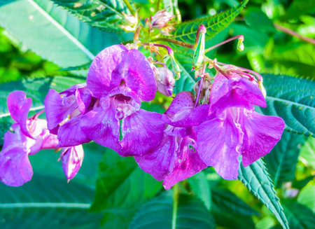 Beautiful lilac flowers of forest balsam in the middle of summerの写真素材