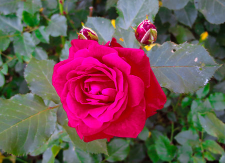 A flower of a red rose on a branch in the garden.の写真素材
