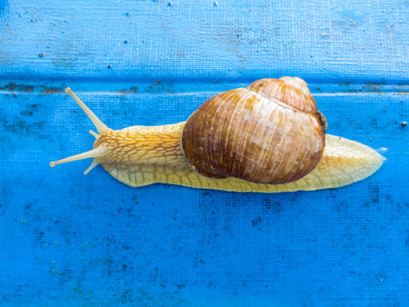 One grape snails on a piece of blue awning in the gardenの写真素材