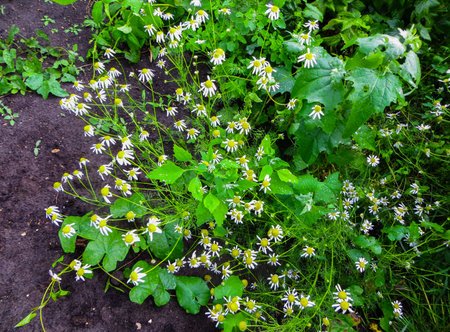 Flowers, green stem and leaves of camomile pharm that grows among herbaresの写真素材