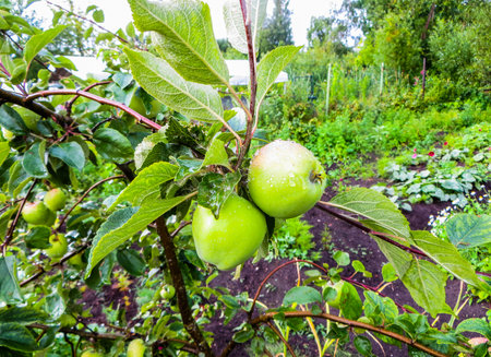 a branch of an apple tree with apples and leaves in the garden.の写真素材