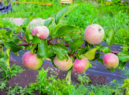 a branch of an apple tree with apples and leaves in the garden.の写真素材
