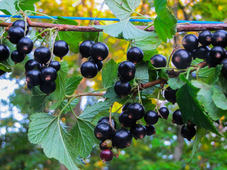 Beautiful, delicious blackcurrant berries on a branchの写真素材