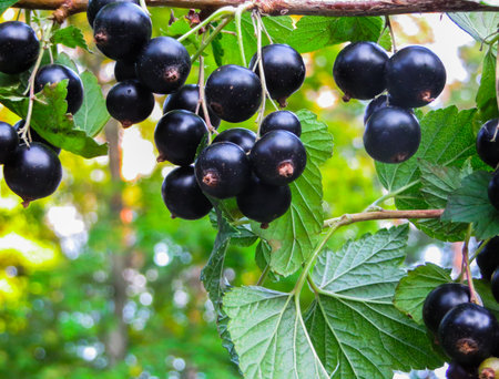 Beautiful, delicious blackcurrant berries on a branchの写真素材