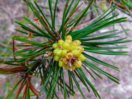 Beautiful young pine shoots in early spring