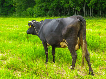 Big black cow on the pasture in the villageの写真素材