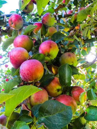 Very ripe, red, fragrantly delicious apples on the branches