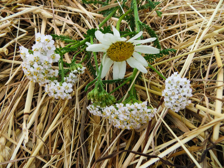 Field chamomile and yarrow flowers lying on the hay.の写真素材