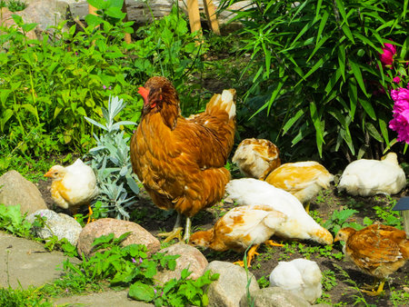 chicken with chickens on the grass in the village.の写真素材