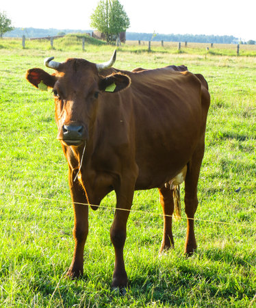 Big black cow on the pasture in the villageの写真素材
