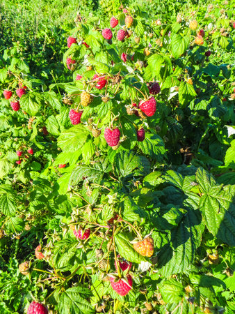 a branch of raspberry with tasty, aromatic red berriesの写真素材