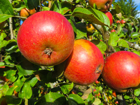 Apples on the branches in the garden.の写真素材