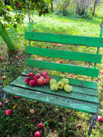 Cluster of ripe apples on a tree branchの写真素材